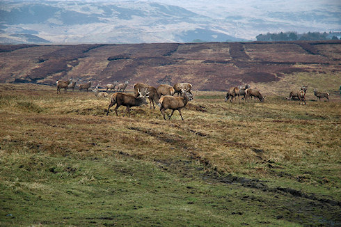 Picture of a group of deer in a wild setting