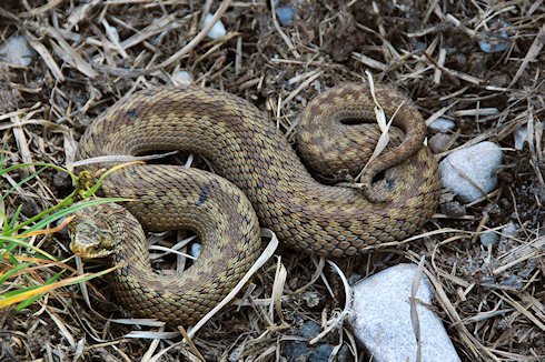 Picture of an Adder on dark earth ground