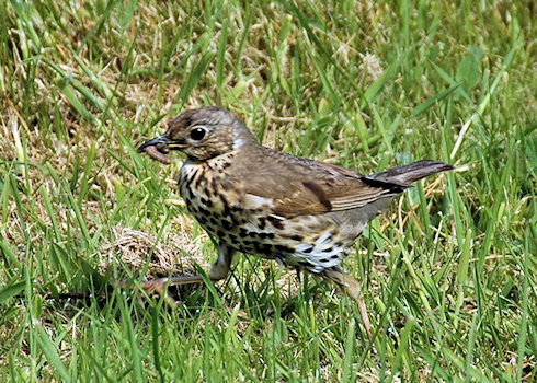 Picture of a Song Thrush with a worm in its beak