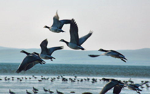 Picture of some Barnacle Geese in flight