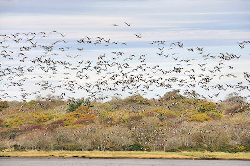 Picture of hundreds of Barnacle Geese flying in front of trees in their autumn colours
