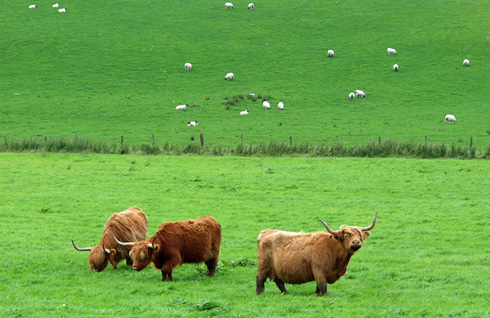 Picture of three Highland Cattle in a field, some sheep in the background