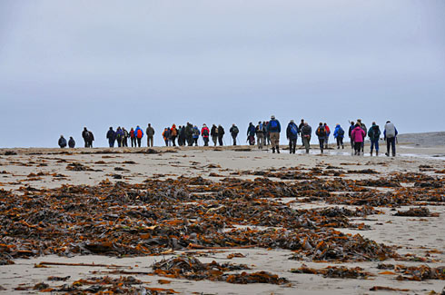 Picture of a group of walkers on a beach with seaweed