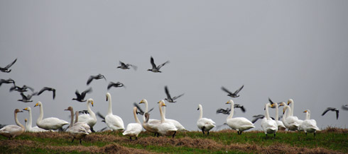 Picture of Whooper Swans in a field with Barnacle Geese lifting off in the background
