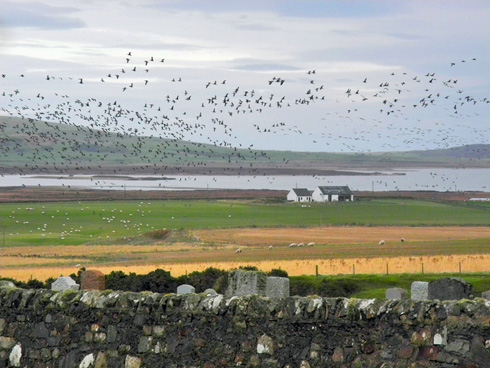 Picture of a sky full of Barnacle Geese in the Loch Gorm are of Islay