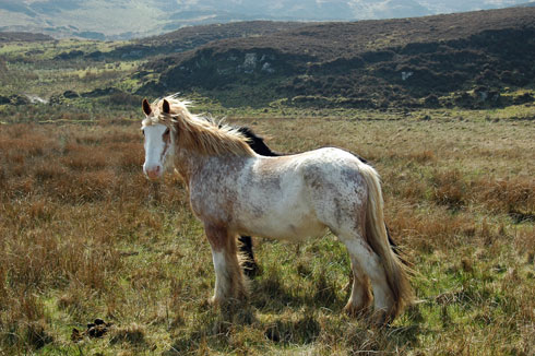 Picture of two horses, the second hiding behind the first