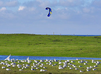 Picture of a kite being flown behind some dunes