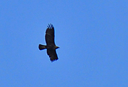 Picture of a Golden Eagle in flight