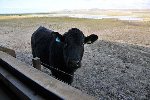 Picture of a slightly surprised cow seen from the window of a bird hide