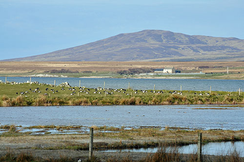 Picture of some Barnacle Geese grazing on a field