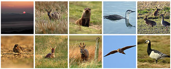 Screenshot with thumbnails from a flickr set showing Islay wildlife pictures
