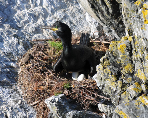Picture of a Shag on its nest, showing two eggs