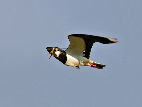 Picture of a Lapwing in flight, with its beak open