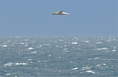 Picture of a Gannet in flight over a sea with many 'white horses'