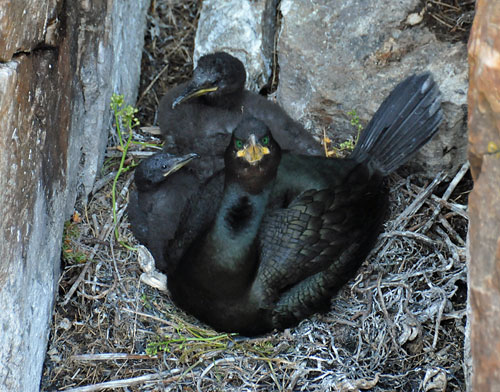 Picture of a Shag with its young in the nest