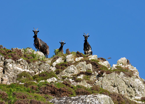 Picture of three goats on the top of some cliffs. A bird of prey is also in the picture
