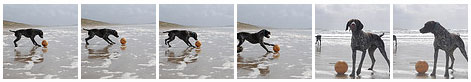Screenshot of a gallery of a dog on a beach