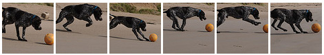 Screenshot of a gallery with a dog playing on a beach