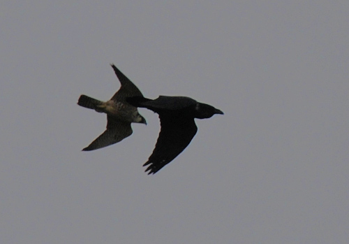Picture of a Peregrine and a Raven