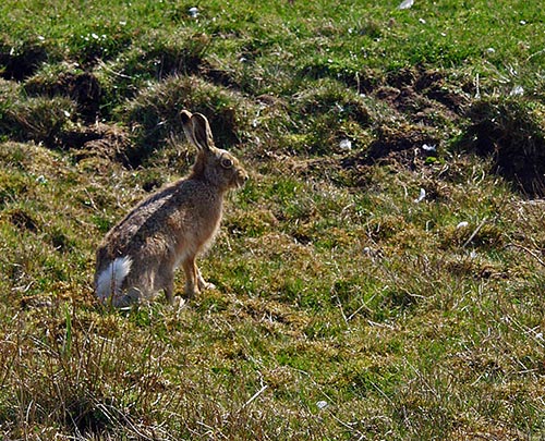 Picture of a Hare in the April sun