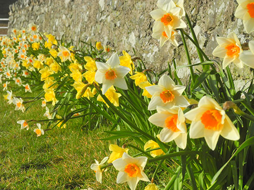 Picture of Daffodils along a stone wall
