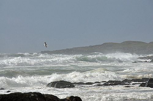 Picture of a bay with waves rolling in and breaking on the beach, a bird flying past