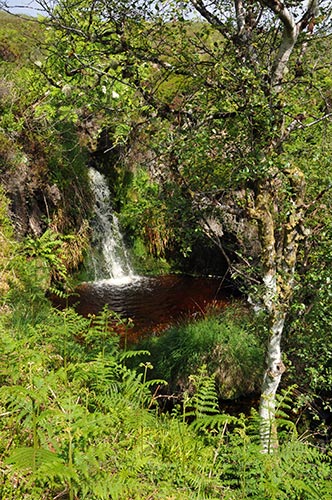 Picture of a small waterfall almost hidden behind a tree