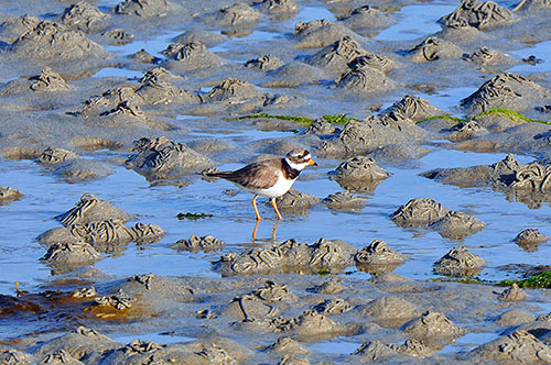 Picture of a Ringed Plover on 