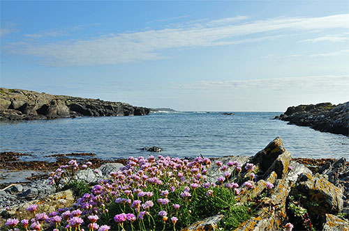 Picture of flowers on a rocky shore at a small inlet