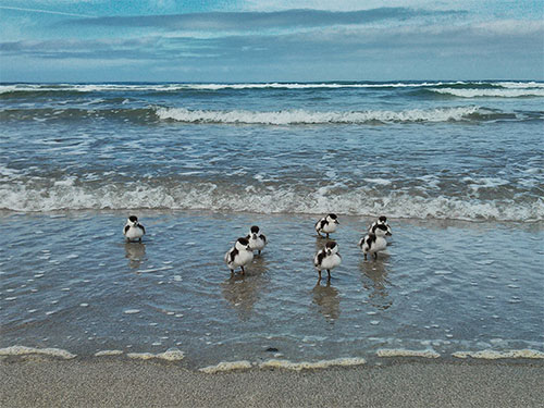 Picture of seven Shelduck ducklings on a beach
