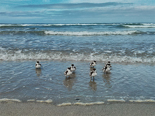 The ducklings on the beach before they were rescued Picture of seven Shelduck ducklings on a beach