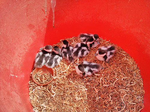 Warming up under the heat lamp Picture of ducklings in a large bucket