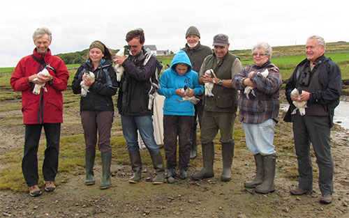 About to be released into the wild Picture of a group of people holding Shelducks