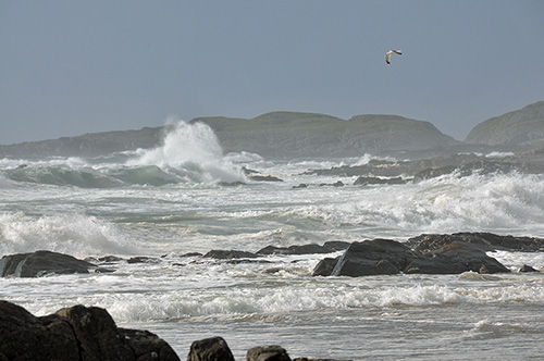 Picture of waves breaking in a bay with rocks, a gull flying above
