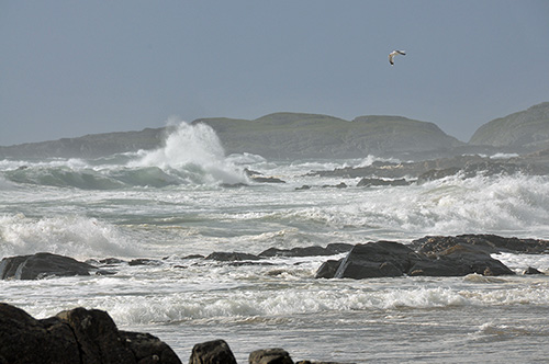 Saligo Bay on a breezy June afternoon Picture of waves breaking in a bay with rocks, a gull flying above