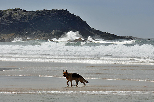 Picture of a German Shepherd dog on a beach, waves breaking in the background
