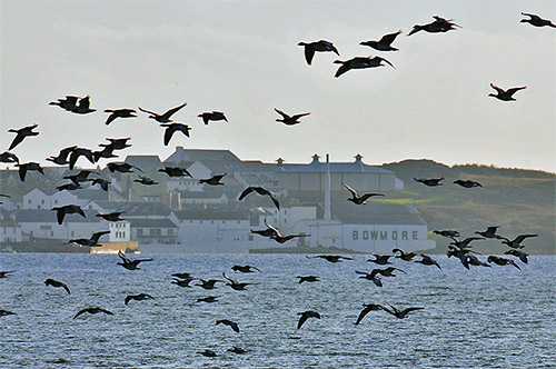 Picture of Barnacle Geese flying past a village with a distillery