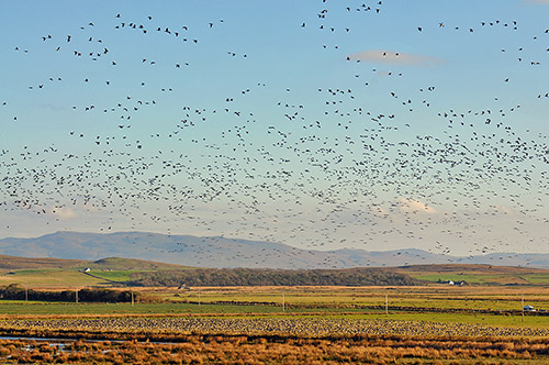 Picture of a huge number of Barnacle Geese on a nature reserve, both on the ground and in the air