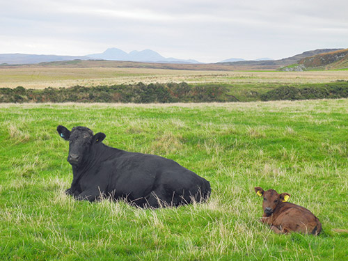 Picture of a cow and a calf relaxing