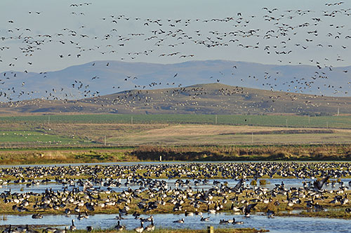 Picture of Barnacle Geese resting on wetland with many more in the air in the background