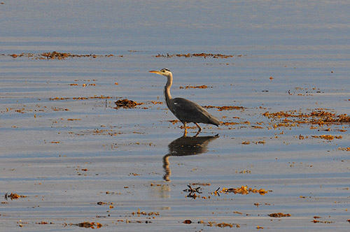 Picture of a Heron wading in shallow water near the shore of a sea loch