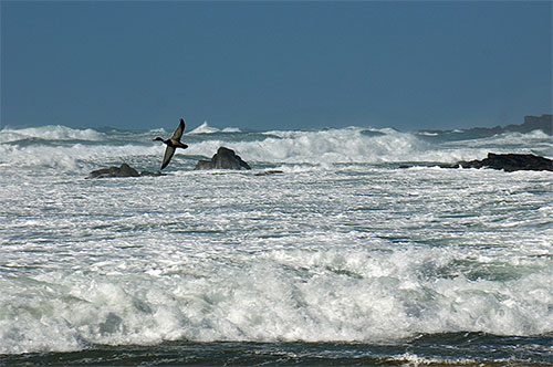 Picture of a Duck flying over breaking waves in a bay