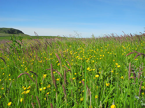Picture of a field with high grass and flowers in bright sunshine