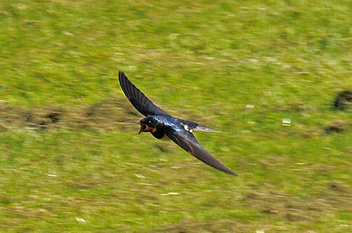Picture of a Swallow in flight with its beak wide open