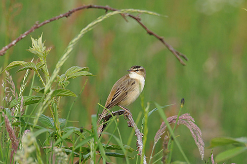 Picture of a Sedge Warbler