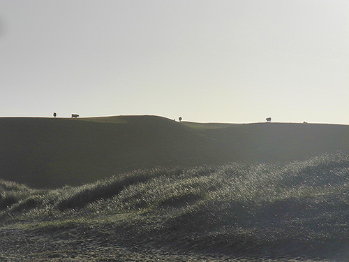 Picture of a view of dunes in the morning haze, some cows in top