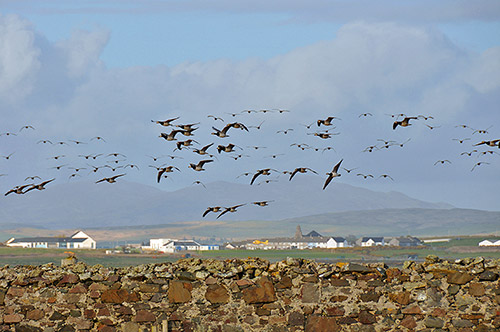 Picture of Barnacle Geese in flight over a wall, a village in the distance