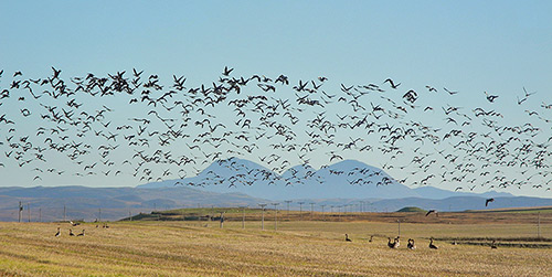 Picture of geese in flight in front of three mountains