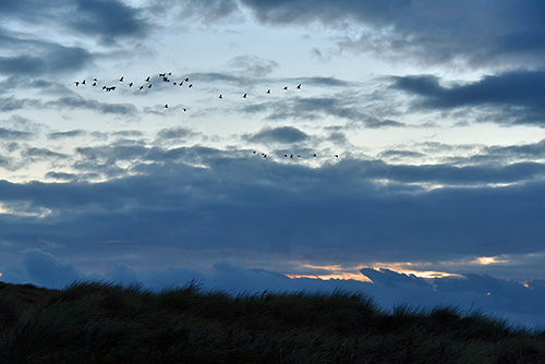 Picture of a flock of Geese flying above dunes in the evening light