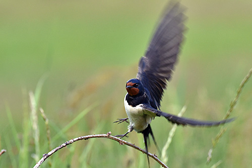 Picture of a Swallow flying off